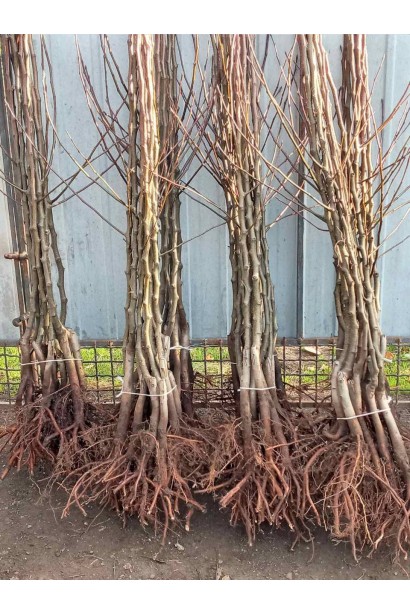 Саджанці груші з голим коренем в розсаднику